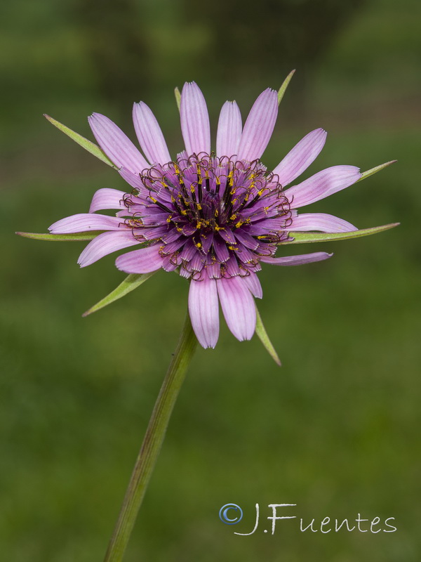 Tragopogon porrifolius.05