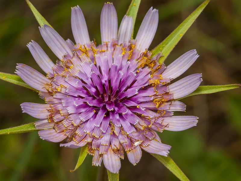 Tragopogon porrifolius.13