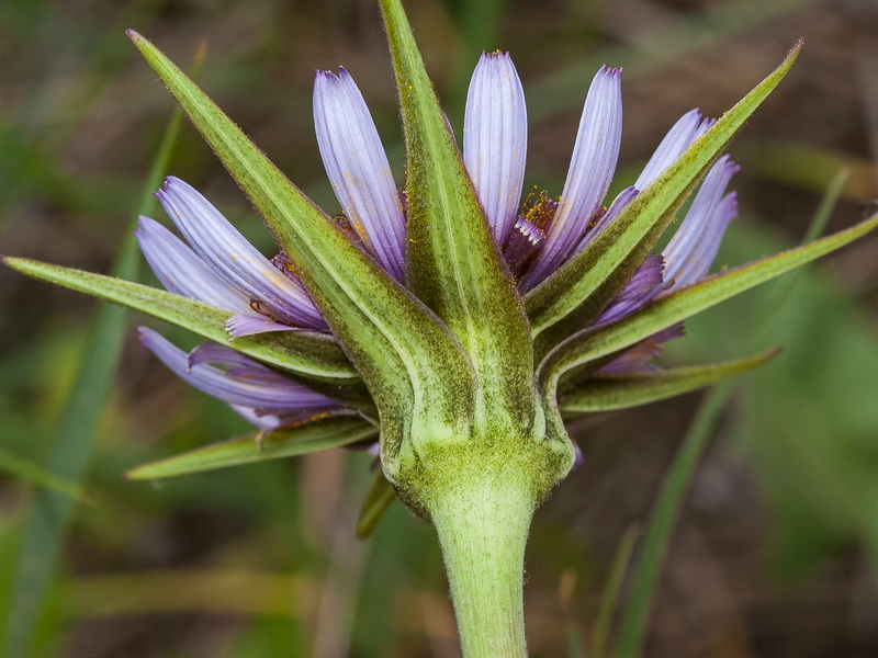 Tragopogon porrifolius.16