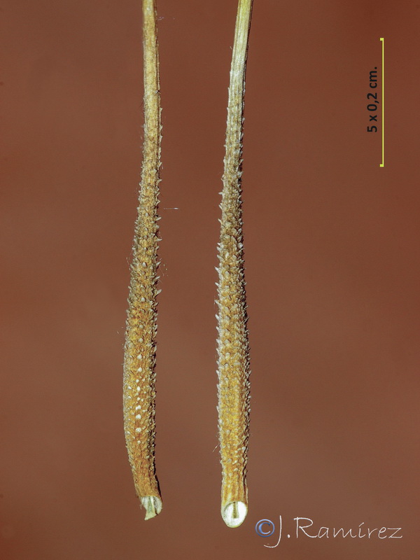 Tragopogon porrifolius.18