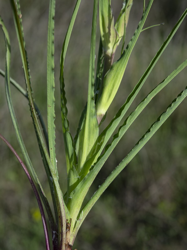 Tragopogon porrifolius.23