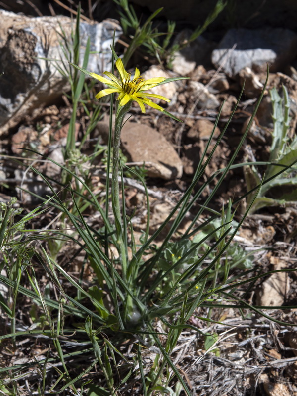 Tragopogon pratensis.01