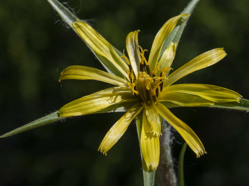 Tragopogon pratensis.04