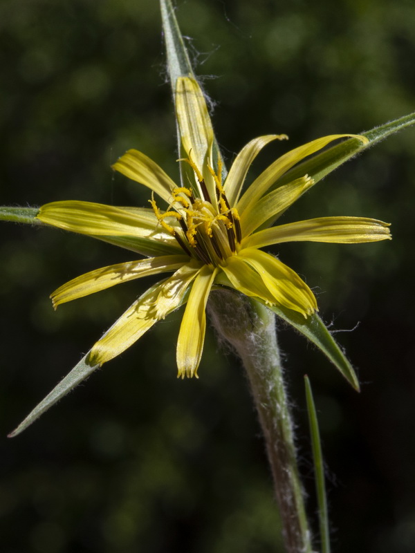 Tragopogon pratensis.05