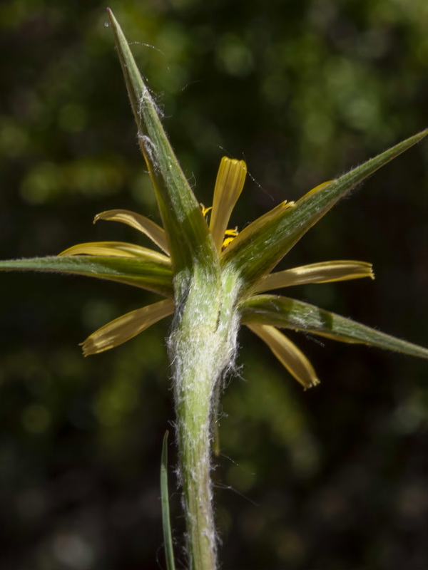 Tragopogon pratensis.06