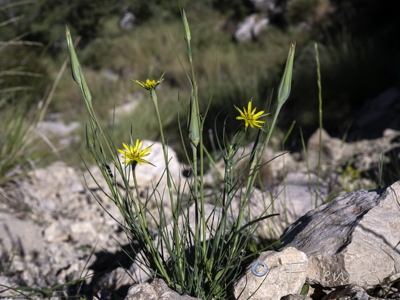 Tragopogon pratensis.07