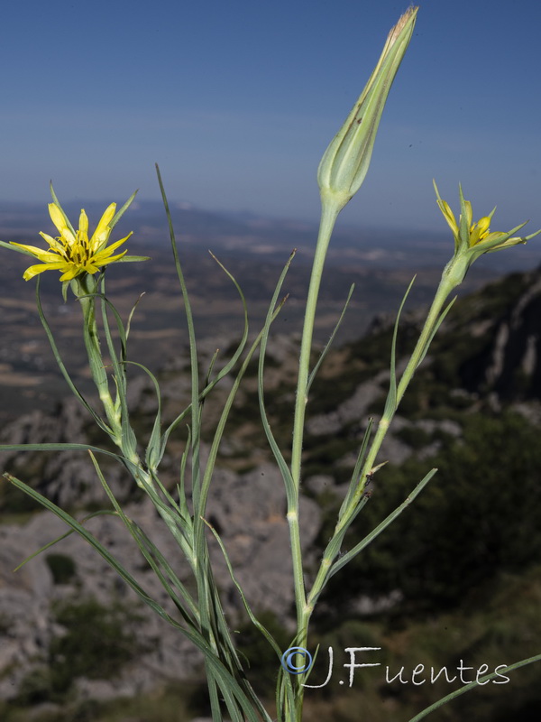 Tragopogon pratensis.08