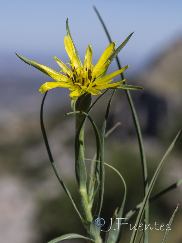 Tragopogon pratensis.09