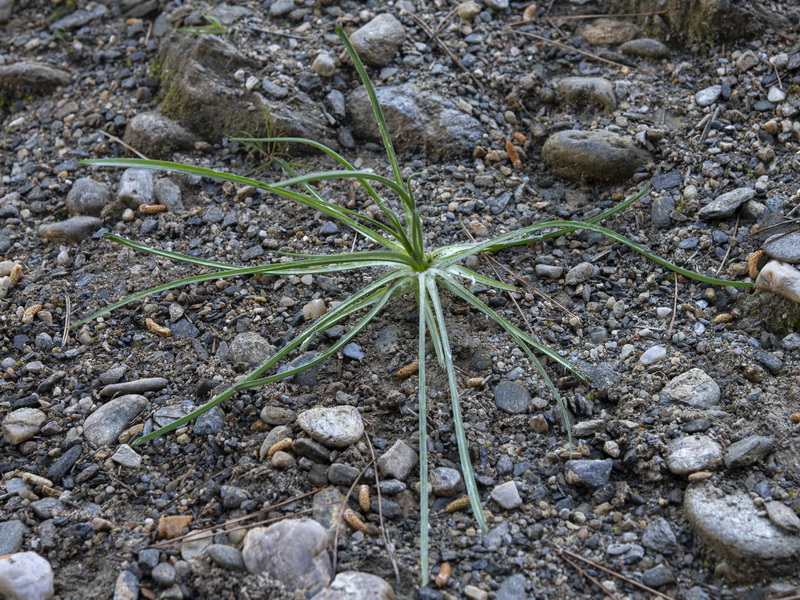 Tragopogon pratensis.10