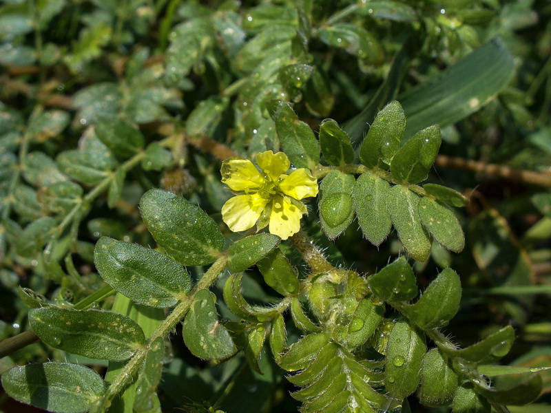 Tribulus terrestris.03