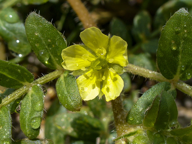 Tribulus terrestris.04