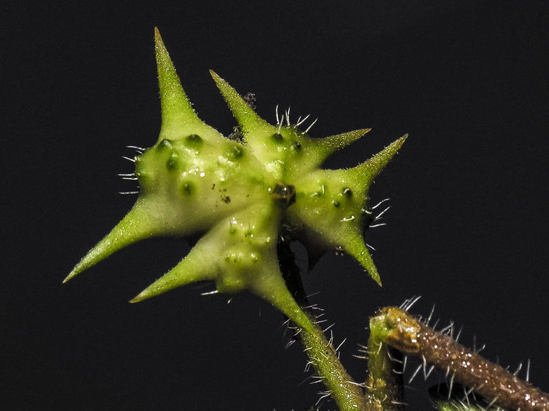 Tribulus terrestris.05