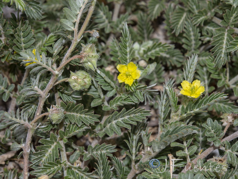 Tribulus terrestris.07