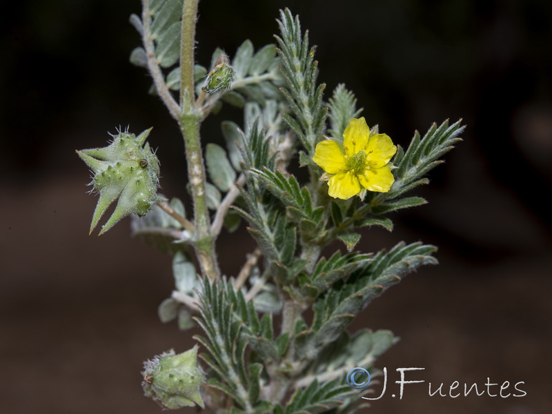 Tribulus terrestris.08