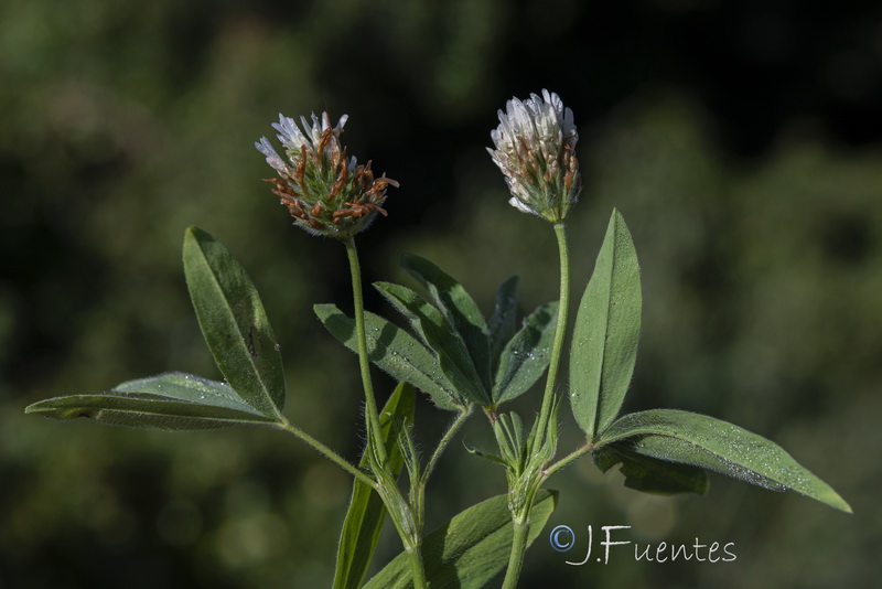 Trifolium alexandrinum.01