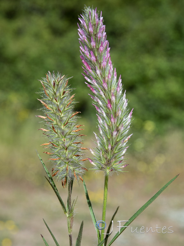 Trifolium angustifolium.01