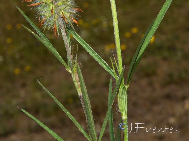 Trifolium angustifolium.02