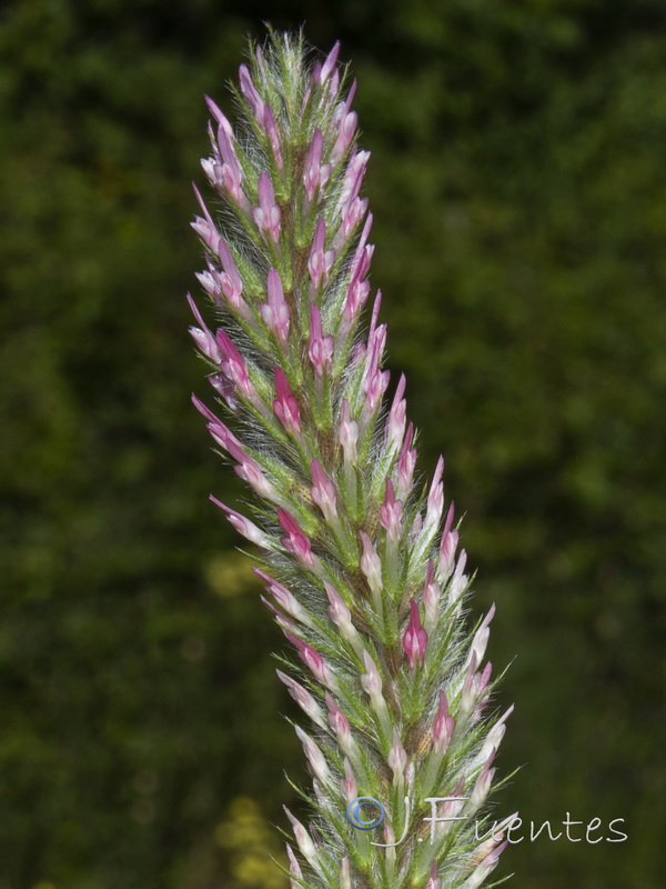 Trifolium angustifolium.03