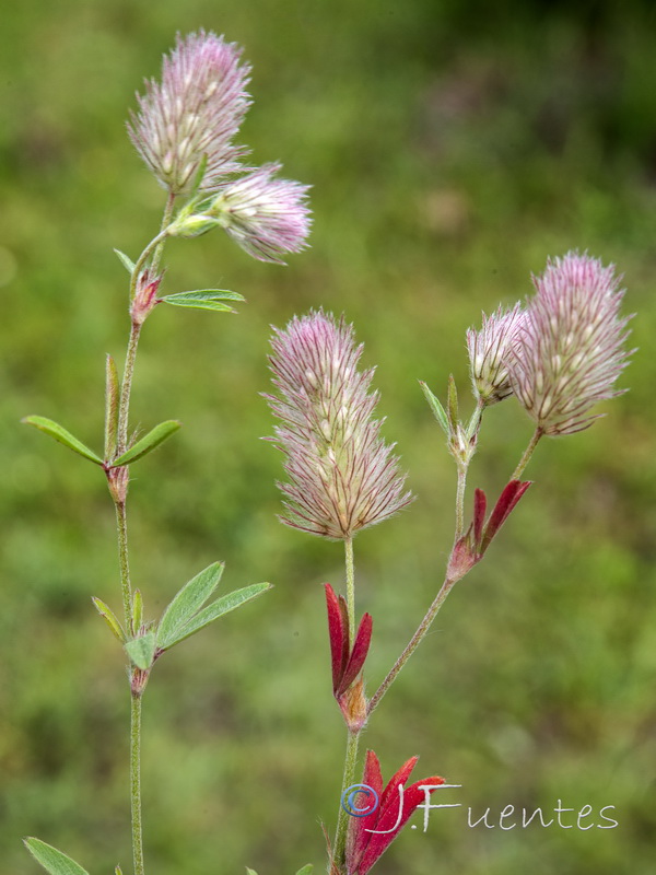 Trifolium arvense.01