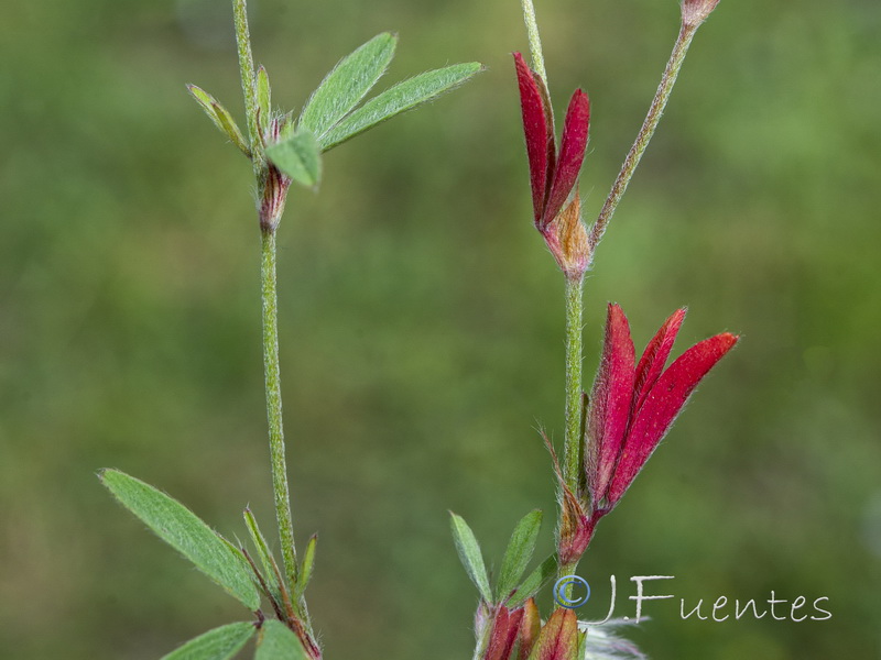 Trifolium arvense.02