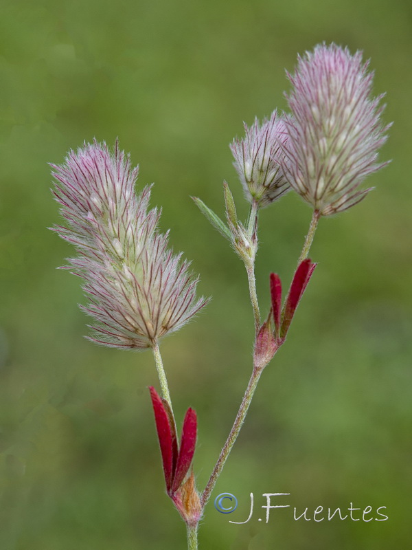 Trifolium arvense.03