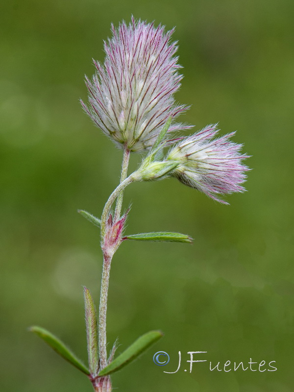 Trifolium arvense.04