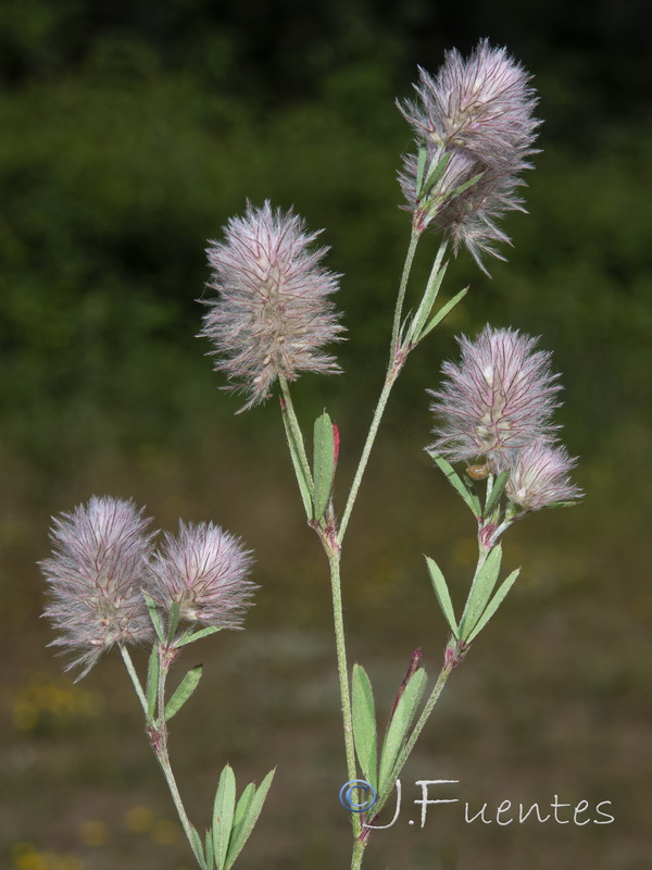 Trifolium arvense.05