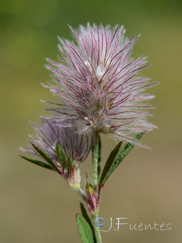 Trifolium arvense.07