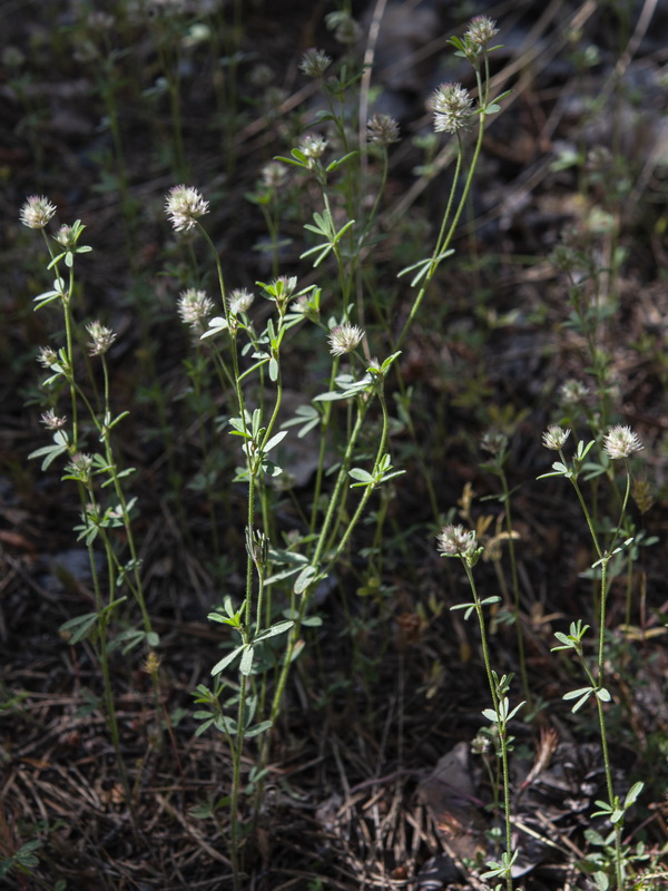 Trifolium arvense.08
