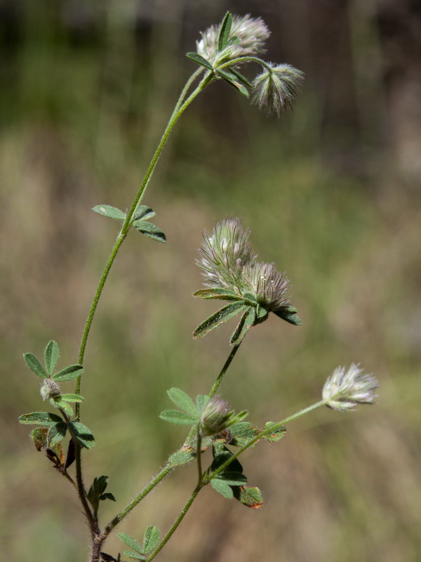 Trifolium arvense.09