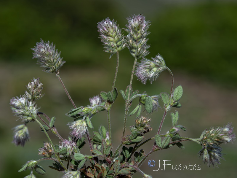 Trifolium lappaceum.10