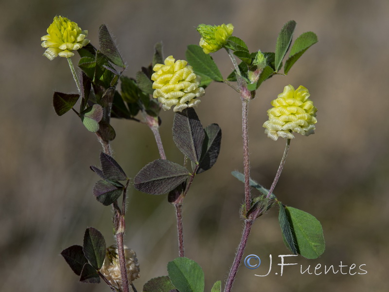 Trifolium campestre.02
