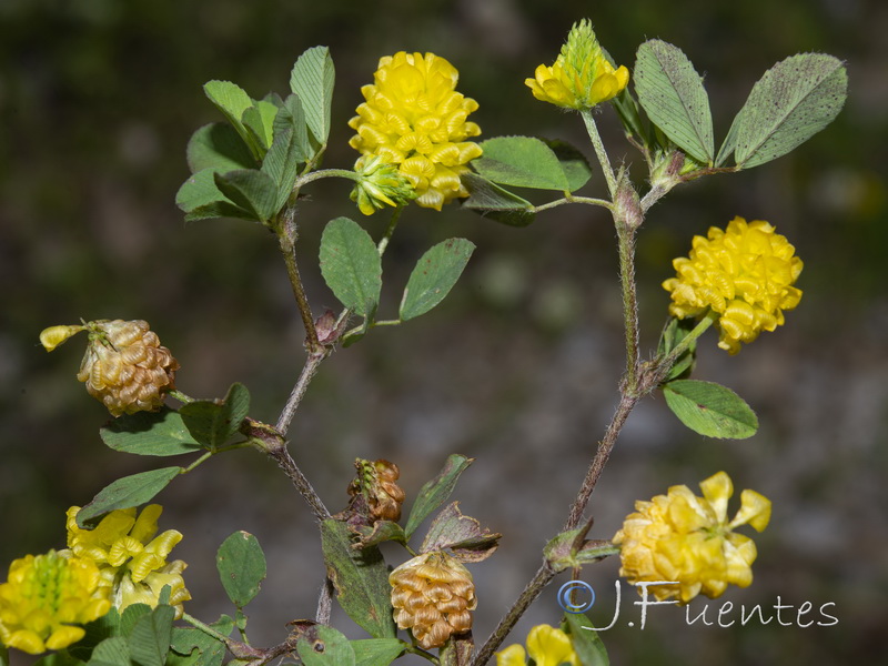 Trifolium campestre.04