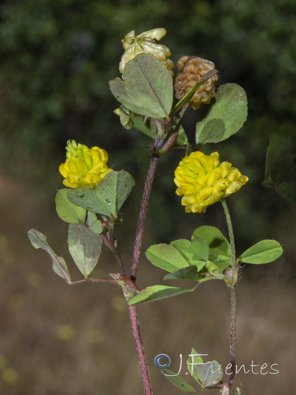 Trifolium campestre.05