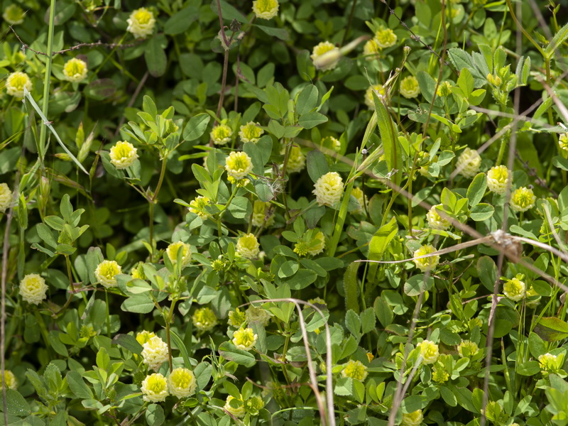 Trifolium campestre.06