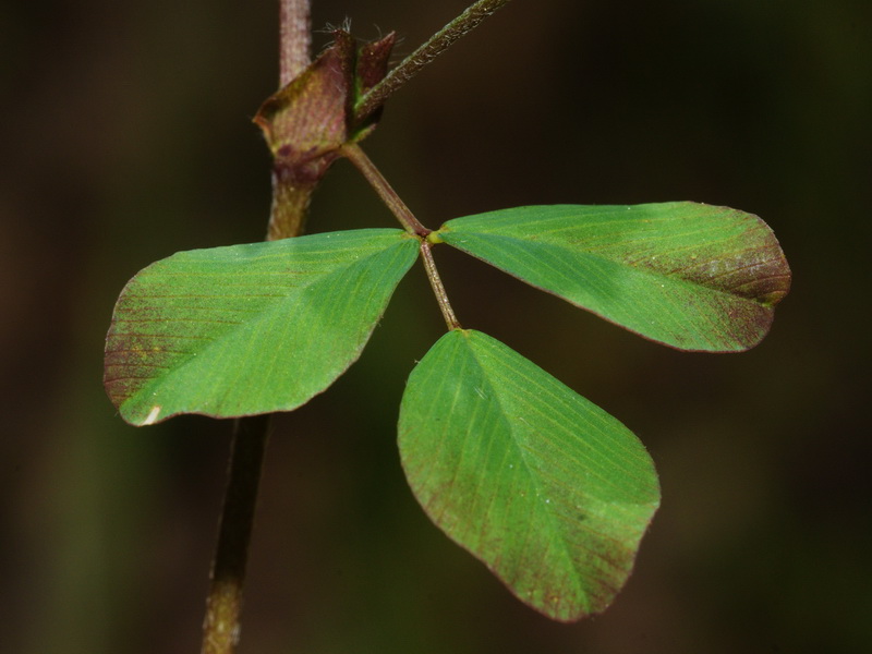 Trifolium campestre.09