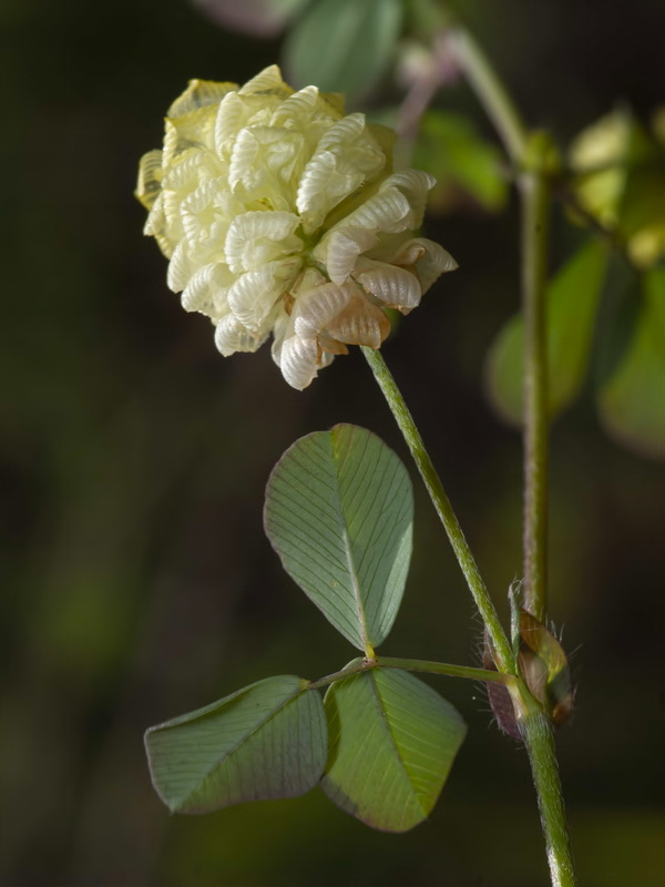 Trifolium campestre.11