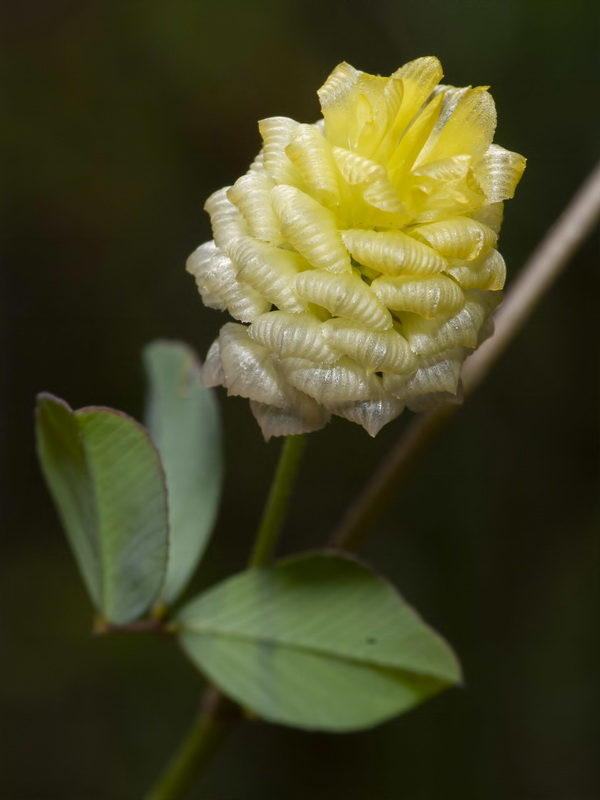 Trifolium campestre.12