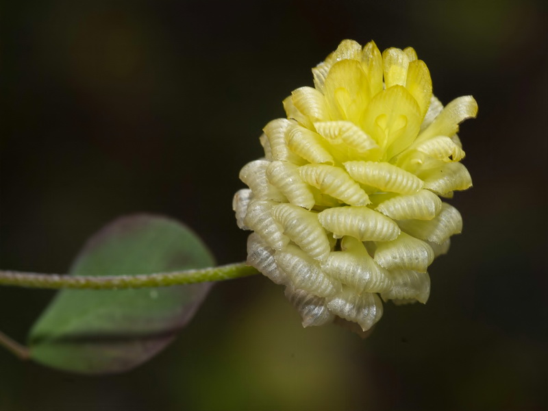 Trifolium campestre.13