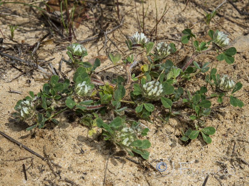 Trifolium cherleri.01