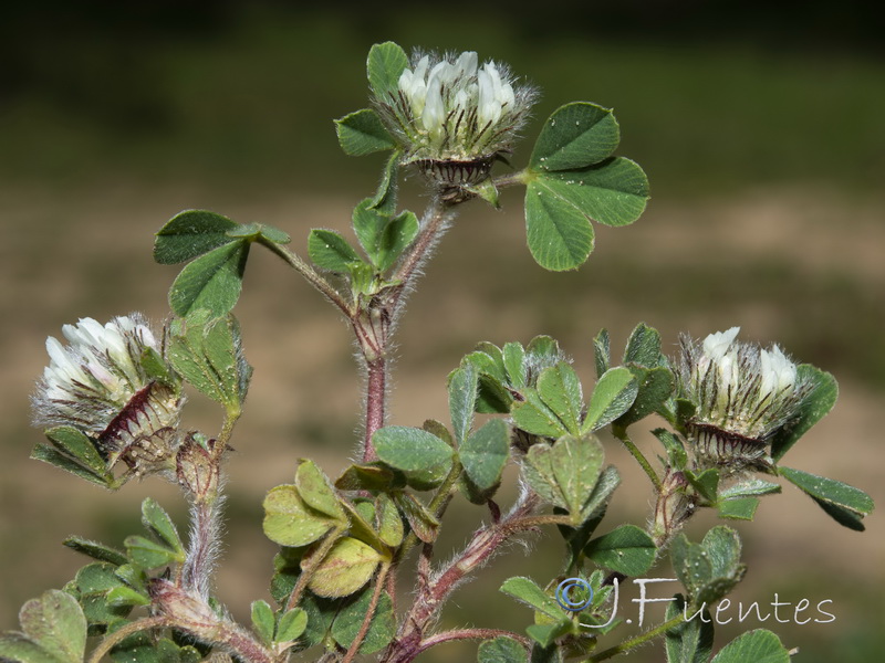 Trifolium cherleri.02