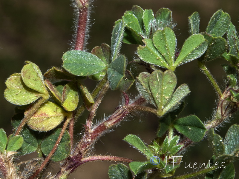 Trifolium cherleri.03