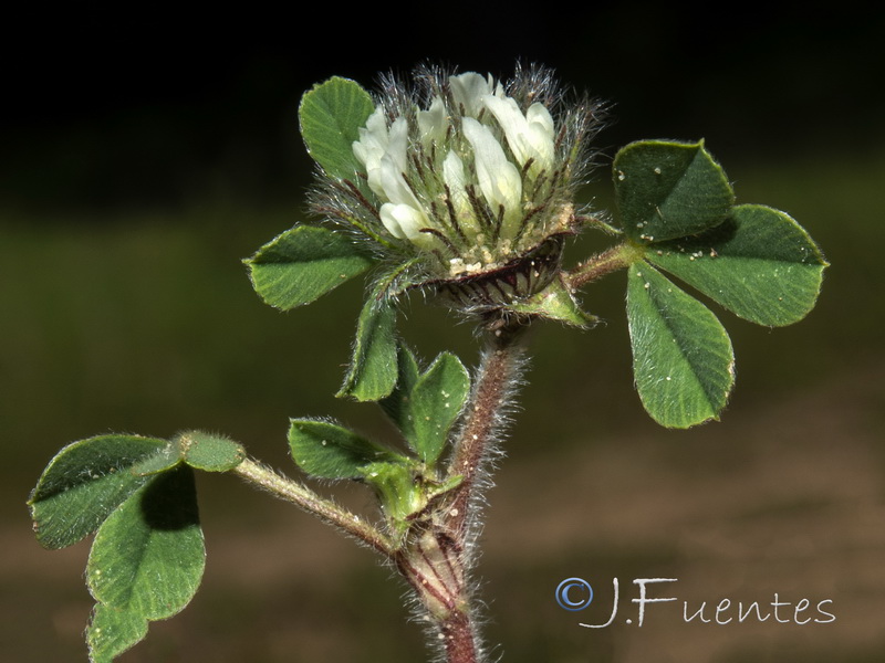Trifolium cherleri.05