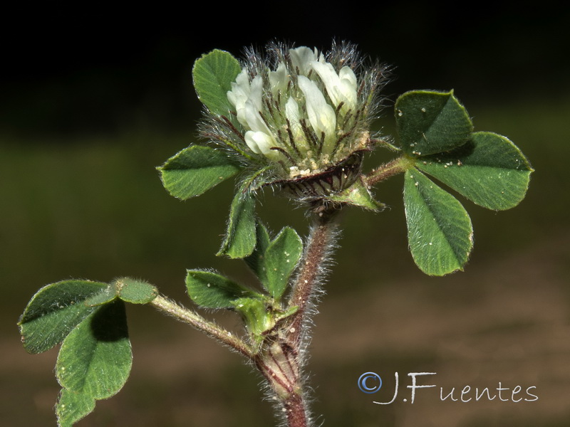 Trifolium cherleri.05