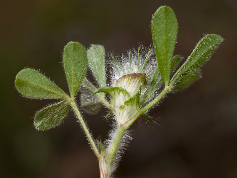 Trifolium cherleri.08