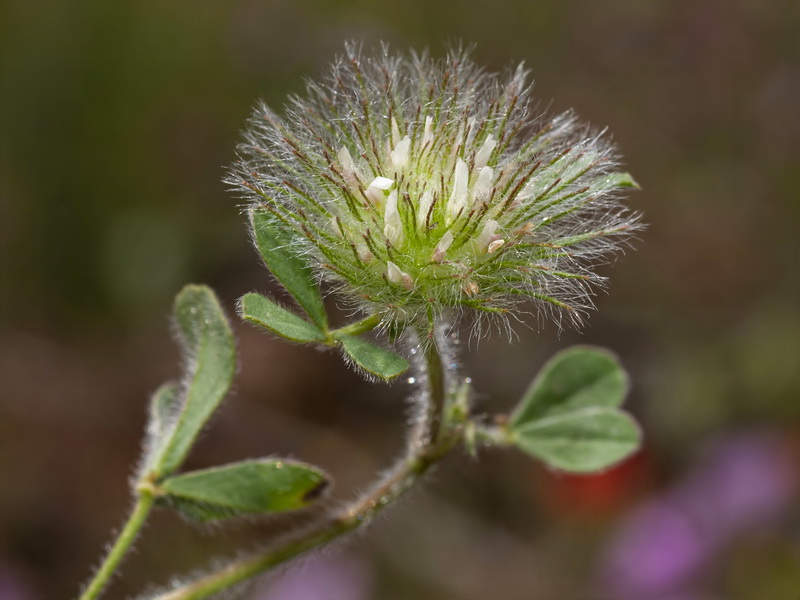 Trifolium cherleri.11