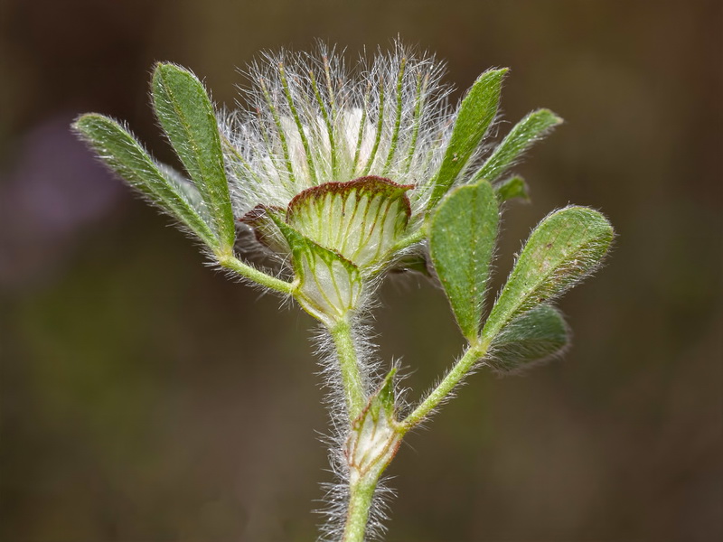 Trifolium cherleri.12