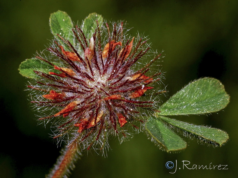 Trifolium cherleri.13