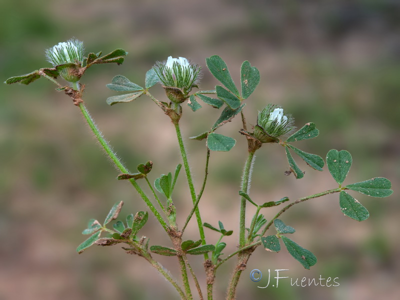 Trifolium cherleri.14