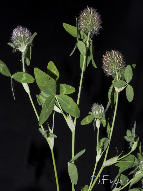 Trifolium diffusum.10